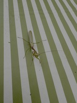 Praying Mantis on Green Striped Awning