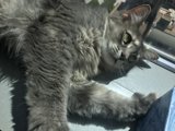 The Gray Manx Cat