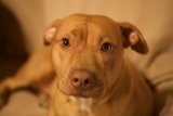 Big-Headed Bulldog Mix