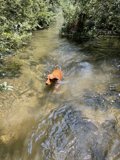 Doggy Paddle in Felton's River