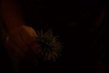 Bloom in the Night