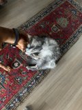 Furry Friends at Home