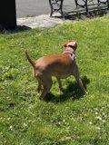 Serene Summer Dog in the Park