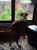 Canine Curiosity