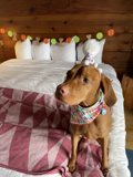 Birthday Dog