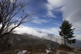 Solitary Majesty