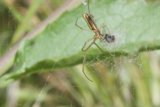 Webbed Wonders at Palo Corona