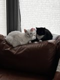Double the Cuddles