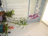 Window Flowers