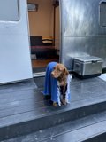 Cozy Canine on the Deck