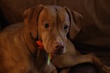 Couch Companion