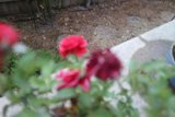 Blurry Red Roses in a Pot