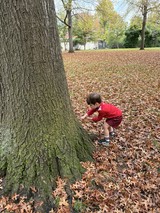 Child Exploring Ancient Oak Tree in Autumn Park
