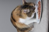 Feline Feast