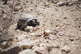 Slow and Steady Wins the Race