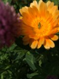 Daisy Bug