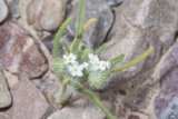 Rocky Blossom