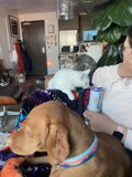 Cozy Living Room Animals