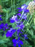 Blue Garden Blossoms