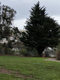 Tranquility in the Grove