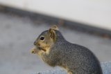 Breakfast with the Squirrels