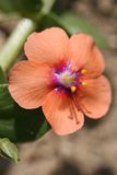 Orange Geranium with a Purple Heart