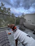 The Canine Zen Master: A Moment of Calm