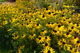 Sun-kissed Treasures