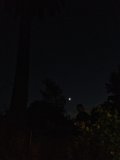 Moonlit Tree in Altadena