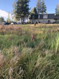 Paws in the Wild