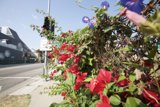 Geraniums and Traffic Lights