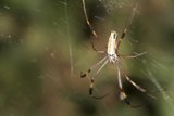 Garden Spider with Long Legs