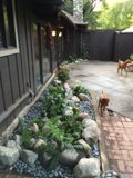 A Pawsome Day in the Backyard