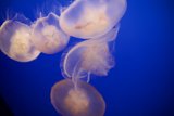 Ethereal Beauty Underwater