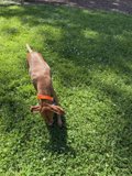 Sunshine Sniffing