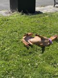 Relaxing with Furry Friends Caption: A dog taking a break on a sunny day at San Francisco Maritime National Historical Park while wearing stylish sandals.
