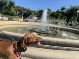 Furry Friend by the Fountain