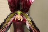 Elegant Orchid