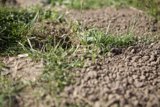 The Green Patch