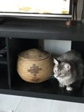 Cuddly Companion on the Shelf