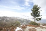 Lone fir tree in winter wonderland