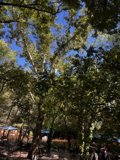 Majestic Tree in Coconino National Forest