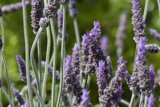 Lavender Elegance