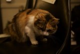 Calico Cat Relaxing on a Black Armchair