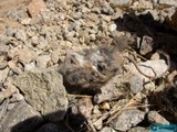 Fallen Prey