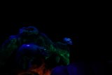Magical Moments at Disneyland