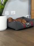 Cozy Canine Nap