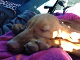 Snoozing Hound in the Big Sur
