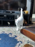 Feline Entertainment Center