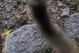 Feline in the midst of nature